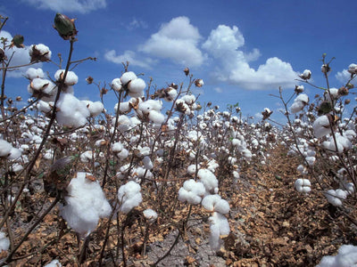 Pourquoi la culture du coton est un fléau pour l'environnement ?
